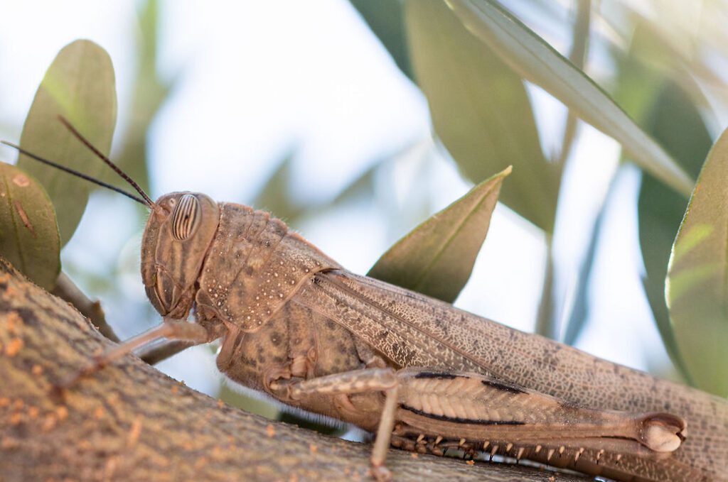 GAL: Progetto Olivicoltura