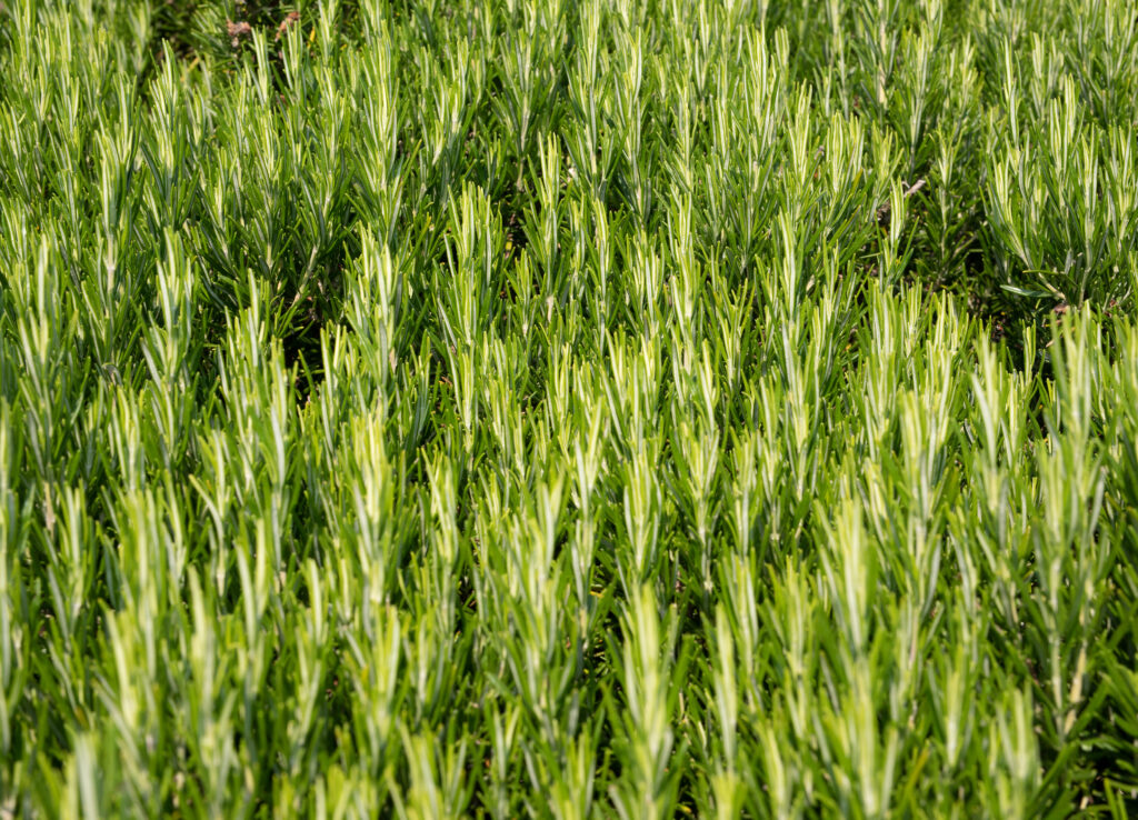 Acqua di Montevecchia
