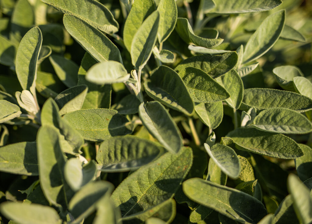 Acqua di Montevecchia