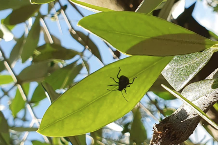 GAL: Progetto Olivicoltura